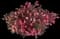 Weigela — design image 1