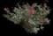 China Rose — design image 4