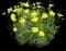 Moonbeam Threadleaf Tickseed — design image 1