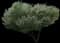 Vitex Chaste Tree — design image 2