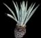 Blue American Agave Plant — design image 22