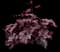Heuchera NORTHERN EXPOSURE 'Purple' — design image 1