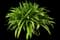Beach spider lily — design image 1