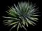 Palmer's Agave — design image 4
