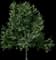 Shagbark Hickory — design image 3
