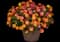 Landmark Sunrise Rose Lantana — design image 2