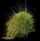 African Fountain Grass — design image 4