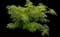 Ming Aralia — design image 2