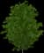 European Hornbeam — design image 5