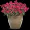 'Paint the Town Red' Pinks - Dianthus — design image 2