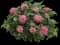 Pardon My Pink™ Bee Balm — design image 3