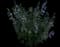 Angelface® Wedgwood Blue Summer Snapdragon — design image 2