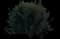 Ninebark (Physocarpus opulifolius) — design image 7