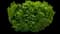 Pacific Yew — design image 3