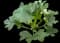 Squash Plant — design image 3