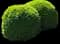 Titan Boxwood Shrub — design image 2
