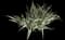 Bearded Iris — design image 4