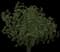 Common Hawthorn — design image 1