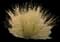 Blue Grama Grass — design image 1