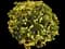 Shrub Rose 'Persian Yellow' — design image 1