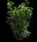Cherry Laurel — design image 1