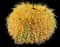 Glaucous barrel cactus — design image 1