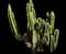 Totem Pole Cactus — design image 10