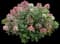 Little Quick Fire® Panicle Hydrangea — design image 3
