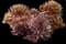 Sempervivum SUPERSEMPS® 'Onyx' — design image 1