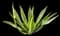 Giant Cabuya — design image 7