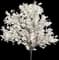 Yoshino Cherry Tree — design image 3