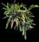 Croton — design image 4