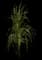 Feather Reed Grass — design image 21