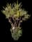 Red Oleander — design image 16