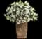 White Ripple ivy — design image 4