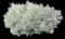 Silver mound (Artemisia) — design image 3