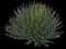 Thread-leaf Agave — design image 3