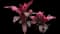 'Red Sister' Cabbage Palm — design image 8