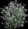 Tree Mallow — design image 1
