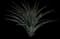 Palmer's Agave — design image 1