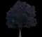 Crimson King Maple Tree — design image 4