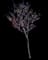 Western Redbud — design image 1