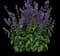May Night Meadow Sage — design image 1