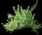 Tuscan Rosemary — design image 7