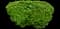 Flame Amur Maple Tree — design image 4