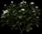 Gardenia Shrubs — design image 2
