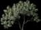 Fig Tree — design image 5