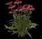 Artisan Rose Brilliant coneflower — design image 1