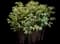 Peony (Paeonia) — design image 18