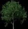 Apple Tree — design image 6
